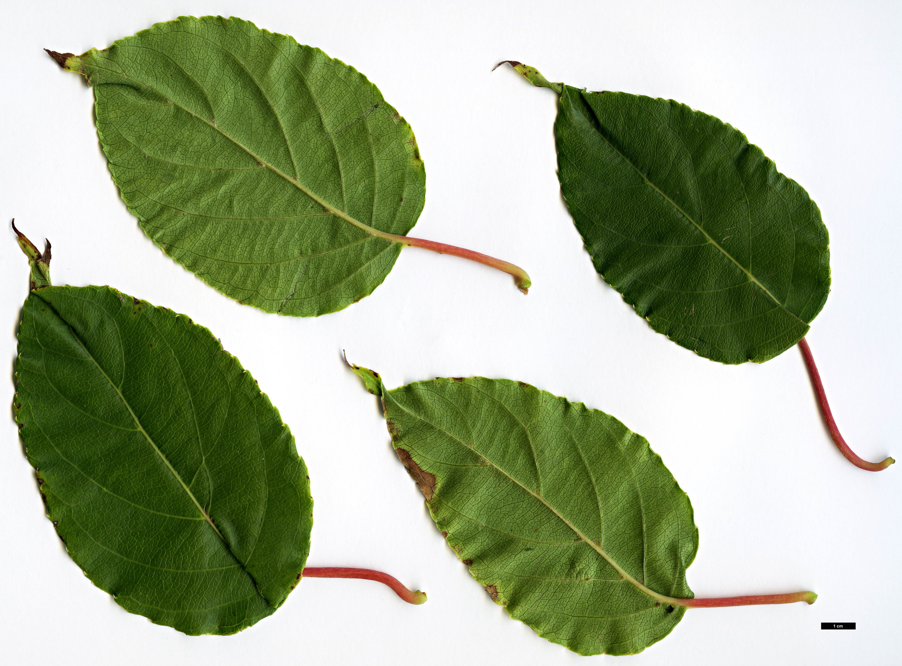 High resolution image: Family: Actinidiaceae - Genus: Actinidia - Taxon: arguta - SpeciesSub: var. purpurea